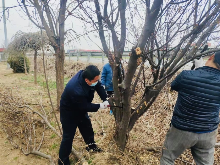 吴桥服务区驻区经理李冀超带领职工修剪树枝